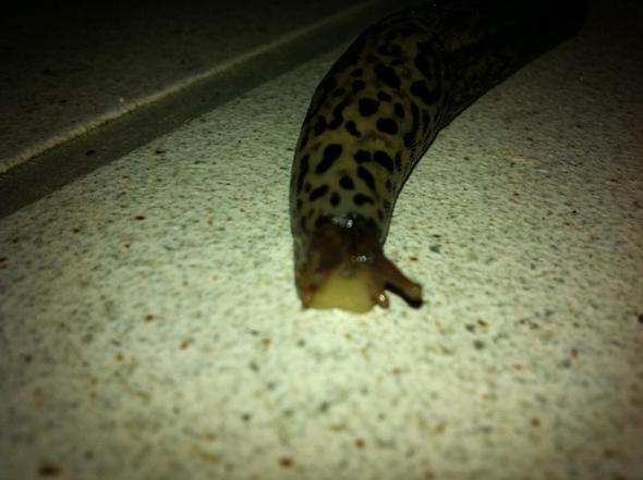 Nacktschnecke 2 - (Tiere, Garten, Schnecken)