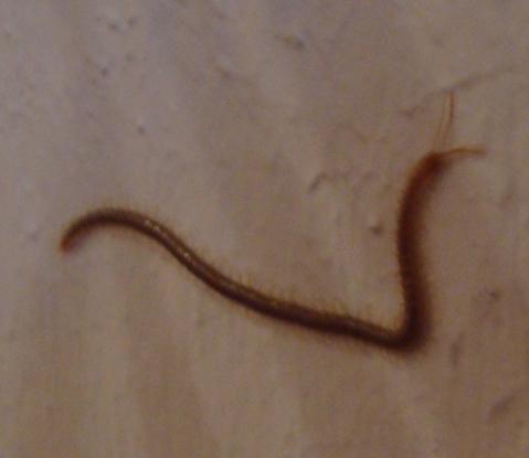 Was Ist Das Fur Ein Tier Tausendfussler Wurm Tiere Biologie Insekten Was Ist Das Fur Ein Tier Tausendfussler Wurm Tiere Biologie Insekten