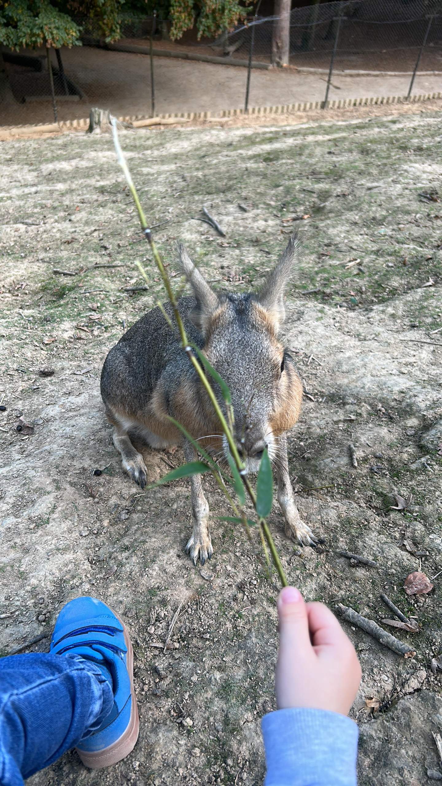 Was ist das für ein Tier weiß jemand ? (Tiere, Biologie, Zoo)