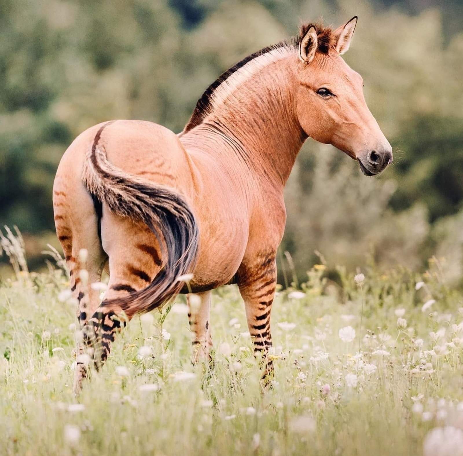 was ist das für ein tier? wildtier? (Pferd, Zebra)