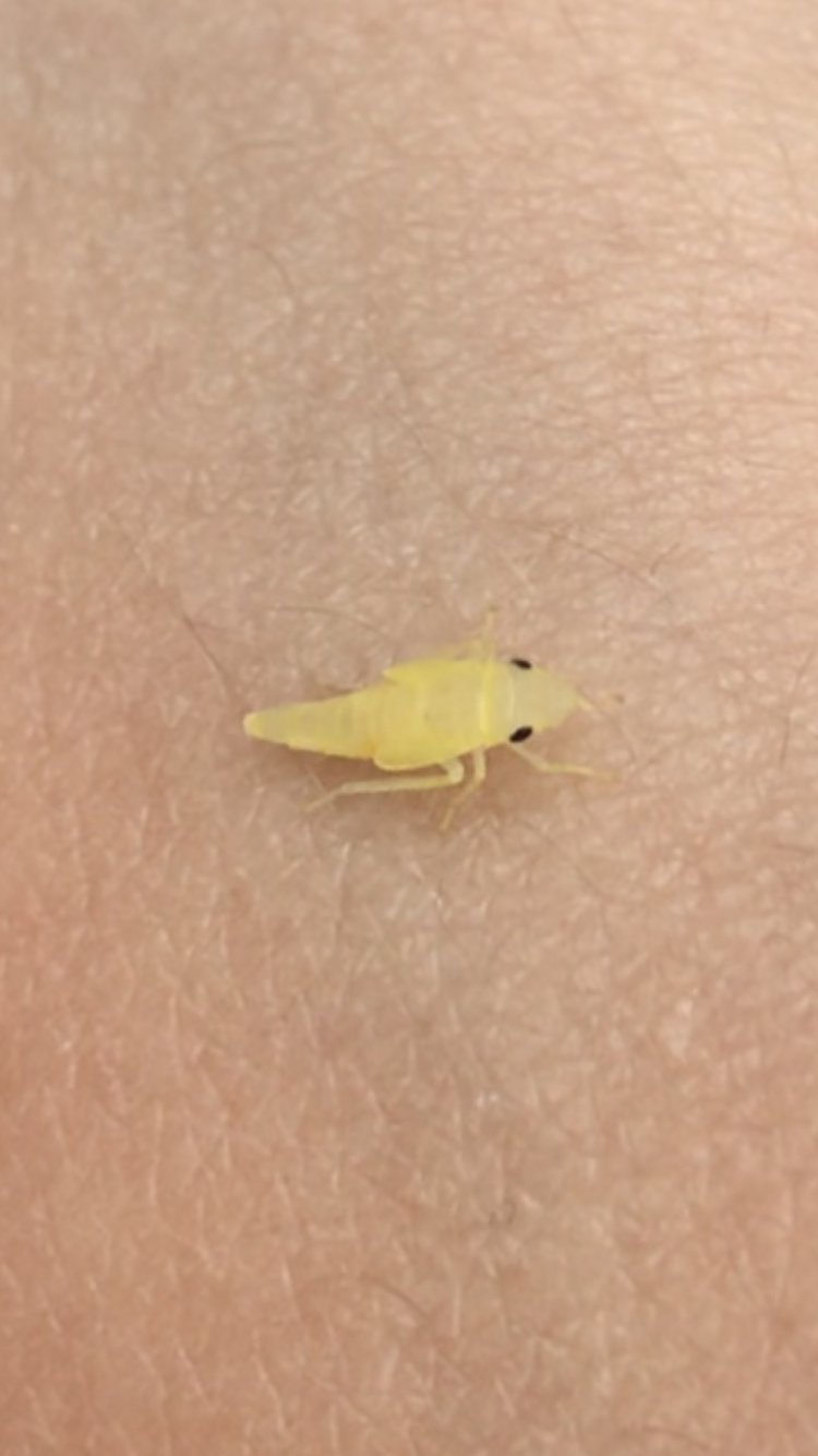 Springendes Insekt Was ist das für ein Tier? Ws springt? (Tiere, Insekten, Suche)