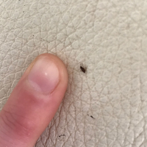 was ist das fur ein tierchen auf meinem hund tiere insekten ungeziefer