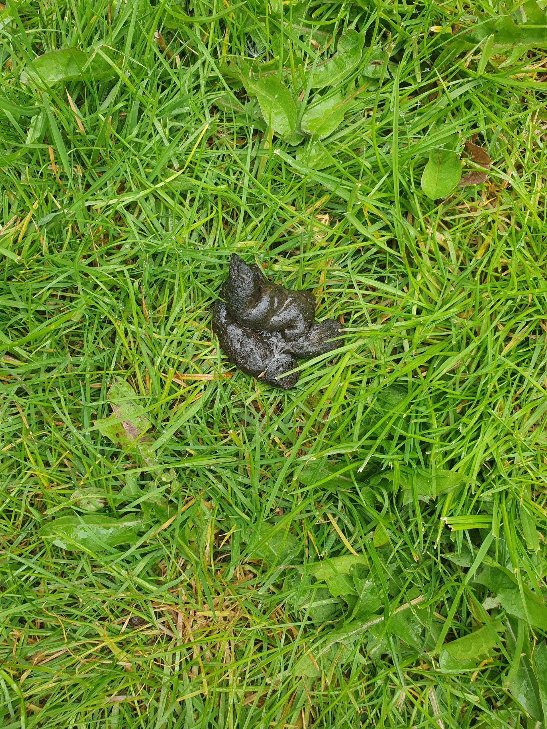 Was ist das für ein Tierkot? (Kot, Wildtiere)