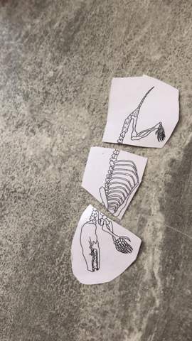 - (Tiere, Biologie, Art)