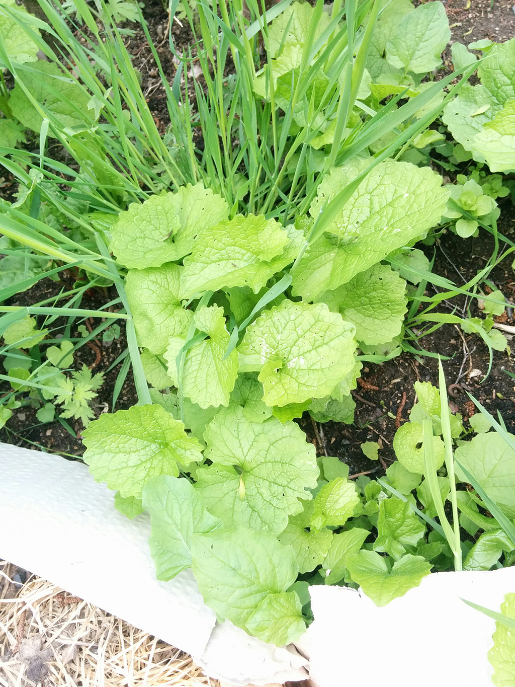 Was ist das für ein Unkraut das in meinem Garten wie