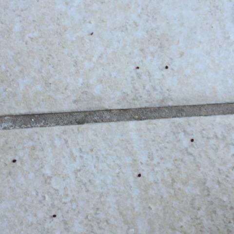 Was Ist Das Fur Ein Unkraut In Meinem Garten Gewachshaus