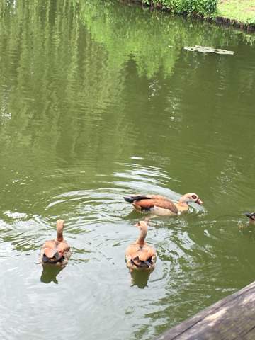 - (Tiere, Natur, Vögel)