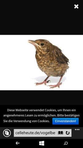 Welcher Vogel ist das? Hab so einen Vogel mitgenommen aber er kann nicht laufen! - (verletzt, vogel gefunden)