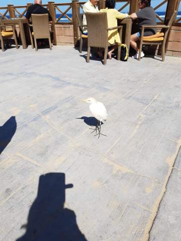Was ist das für ein Vogel in Ägypten?