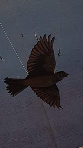 Was ist das für ein Vogel? Kennt jemand den Namen bzw die Bedeutung?