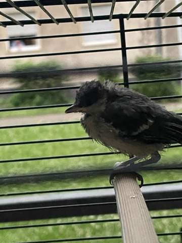 - (Vögel, Wildvögel, Ästling)