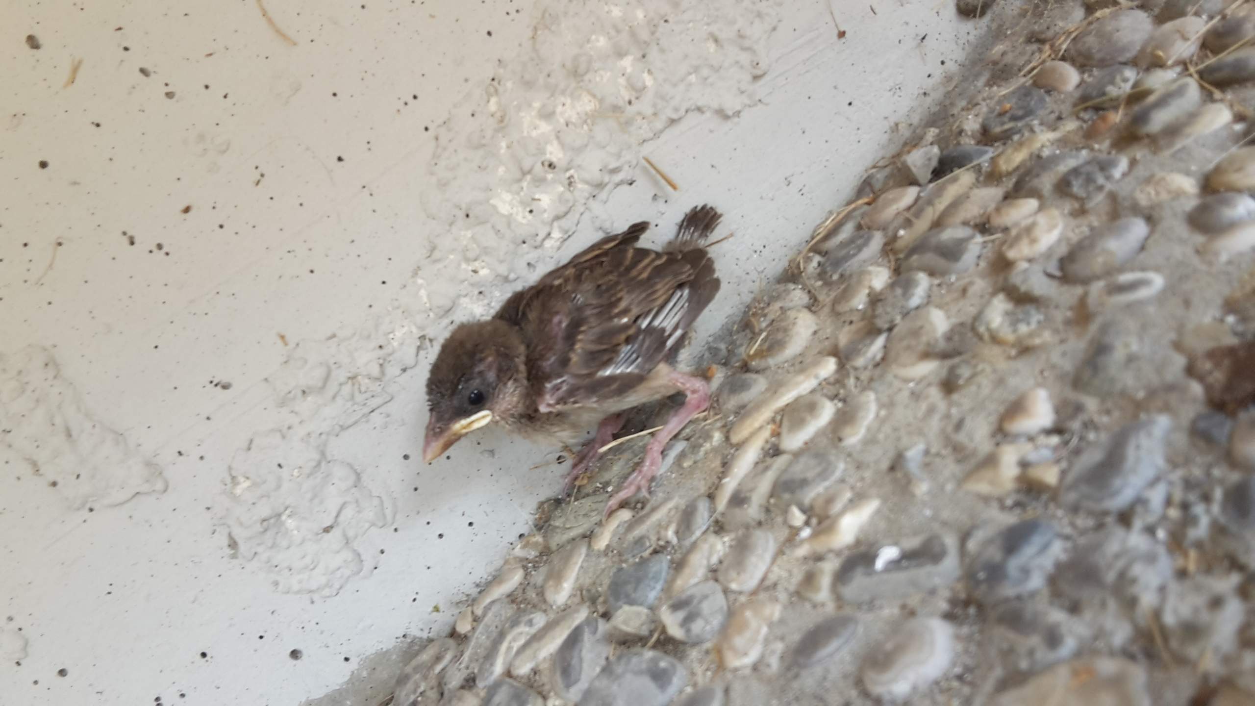 Was ist das für ein Vogelküken - Aus dem Nest gefallen? (Tiere, Garten ...