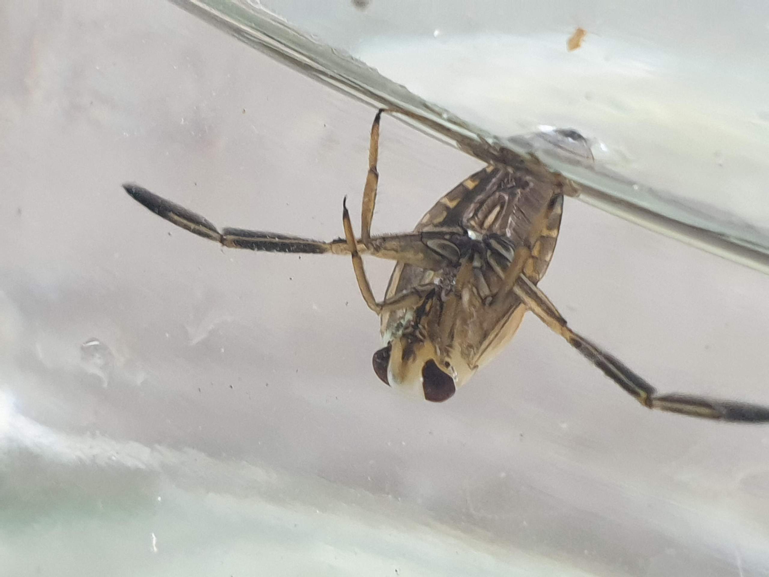 Was ist das für ein Wassertier? (Wasser, Garten, Natur)