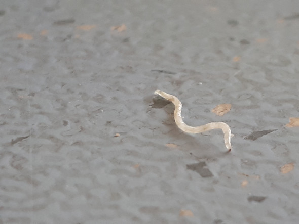 Was Ist Das Fur Ein Weisser Wurm Natur Insekten Wurmer Was Ist Das Fur Ein Weisser Wurm Natur Insekten Wurmer