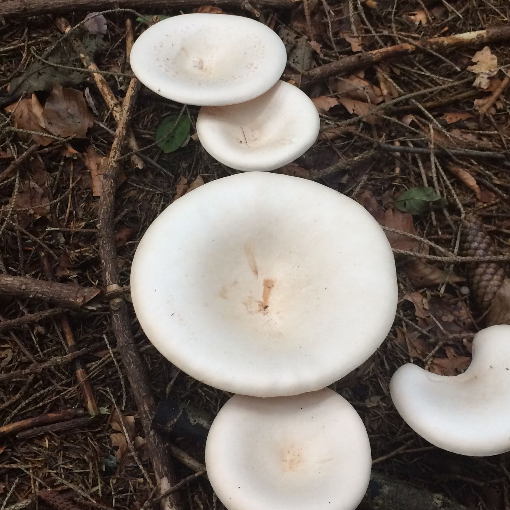 Was ist das für ein weisser Pilz? (Wald, Pilze, Sorten)