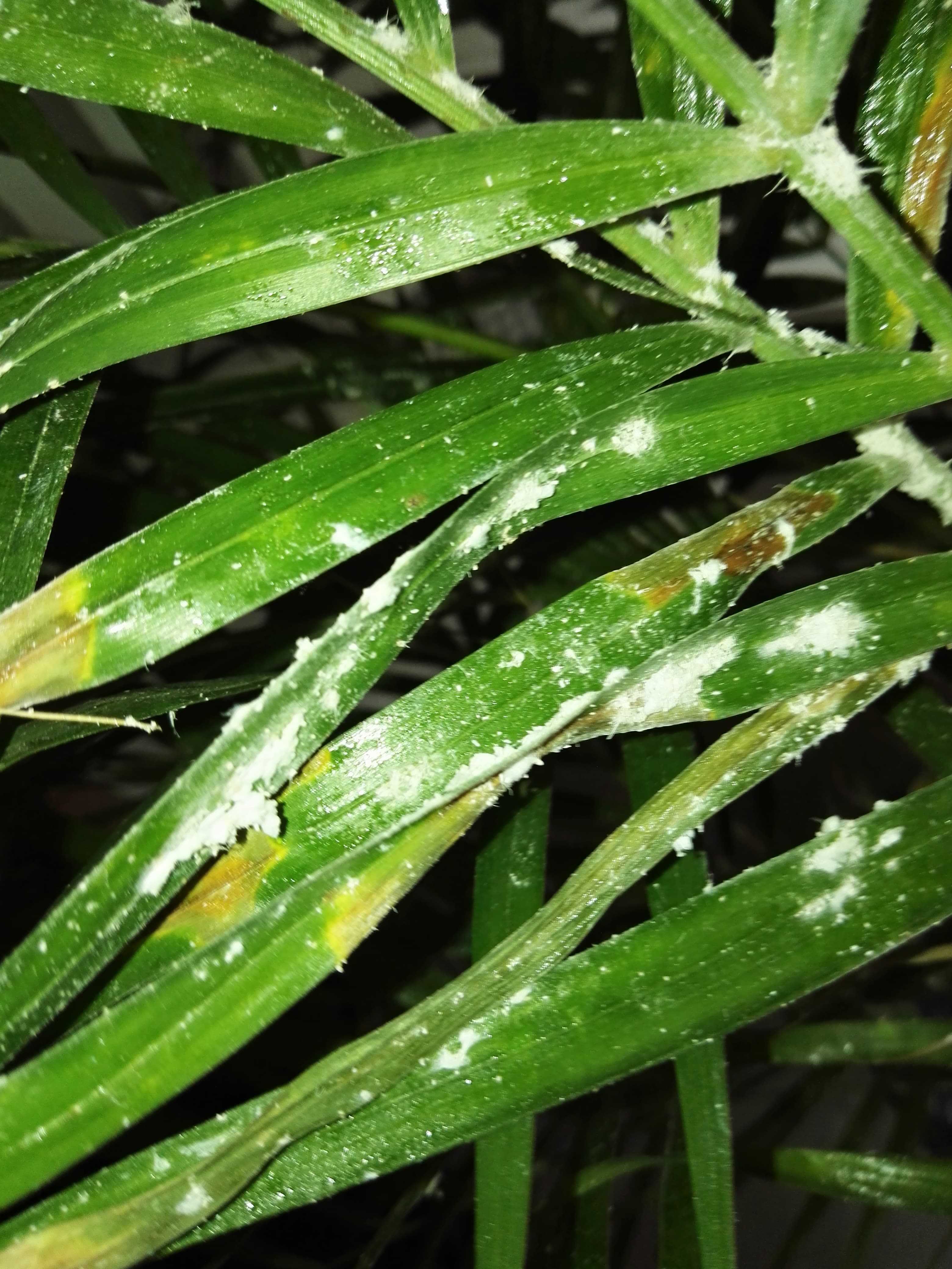 Was ist das für ein weißes Zeug an meinen Zimmerpflanzen? (Schimmel