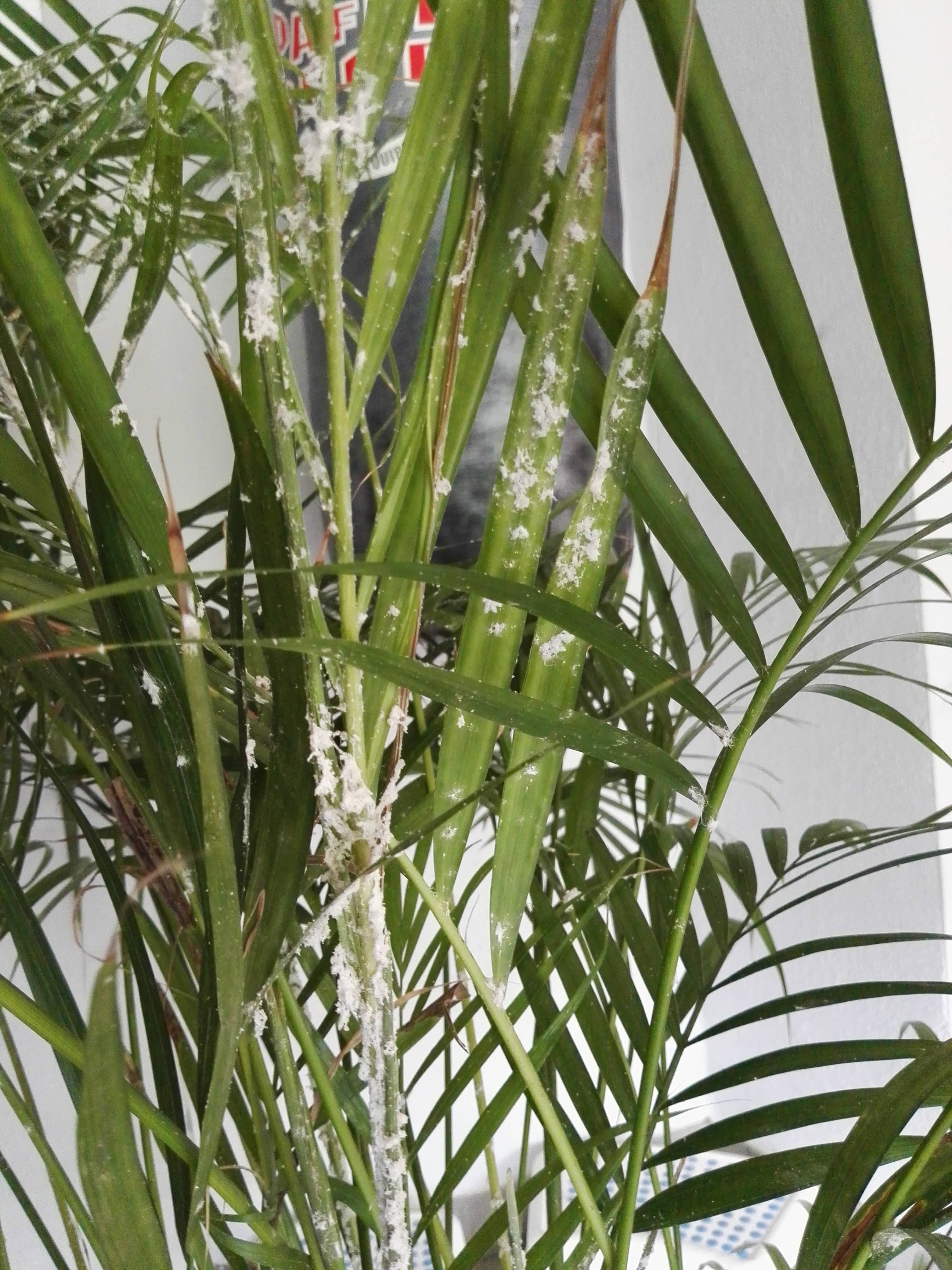 Was ist das für ein weißes Zeug an meinen Zimmerpflanzen? (Schimmel