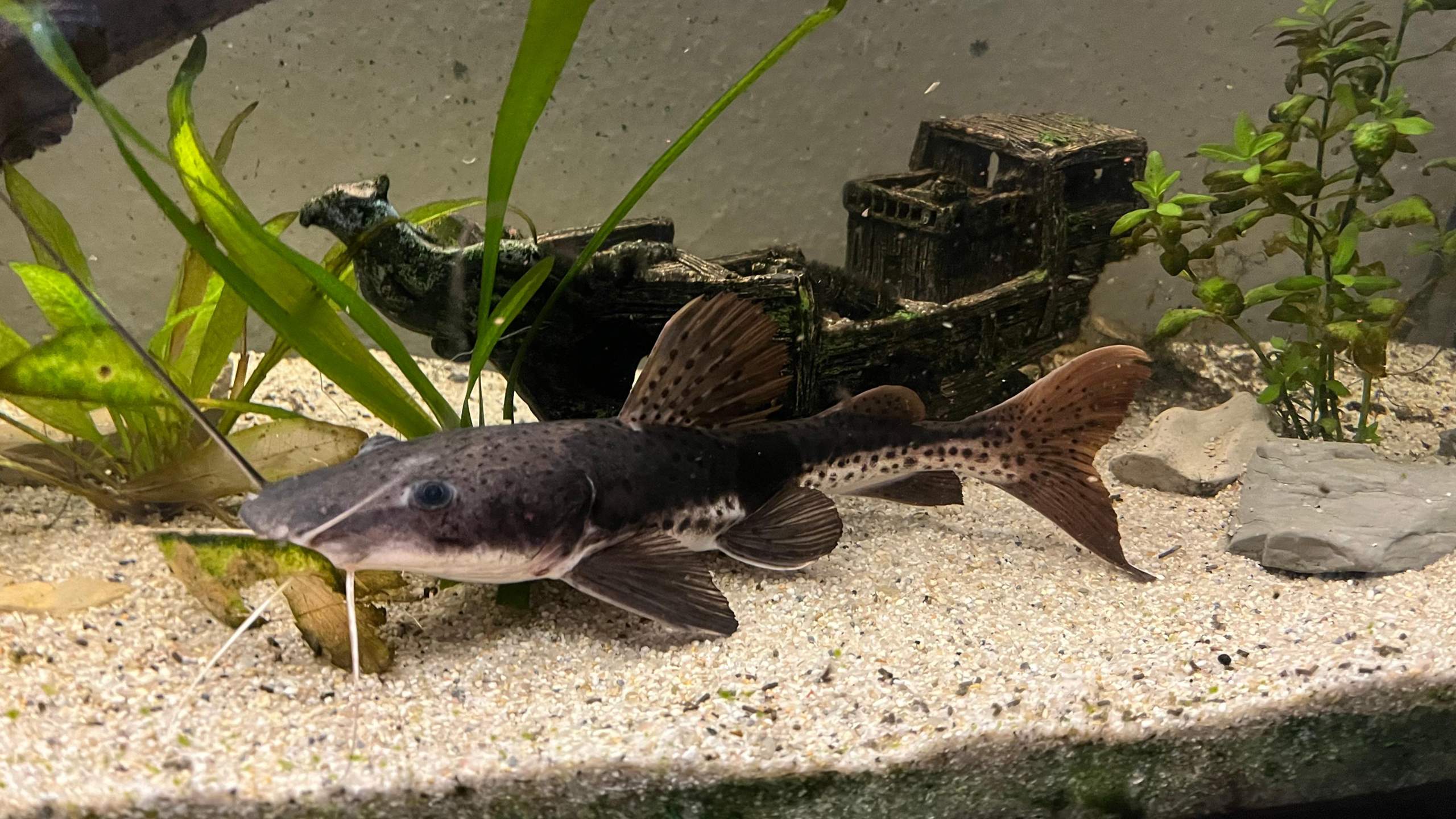 Was ist das für ein Wels? (Fische, Aquariumfische, Welse Aquarium)