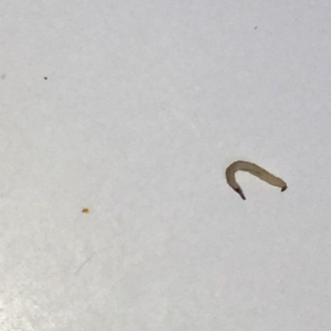 Schwarze Würmer In Der Dusche - Quotes Viral