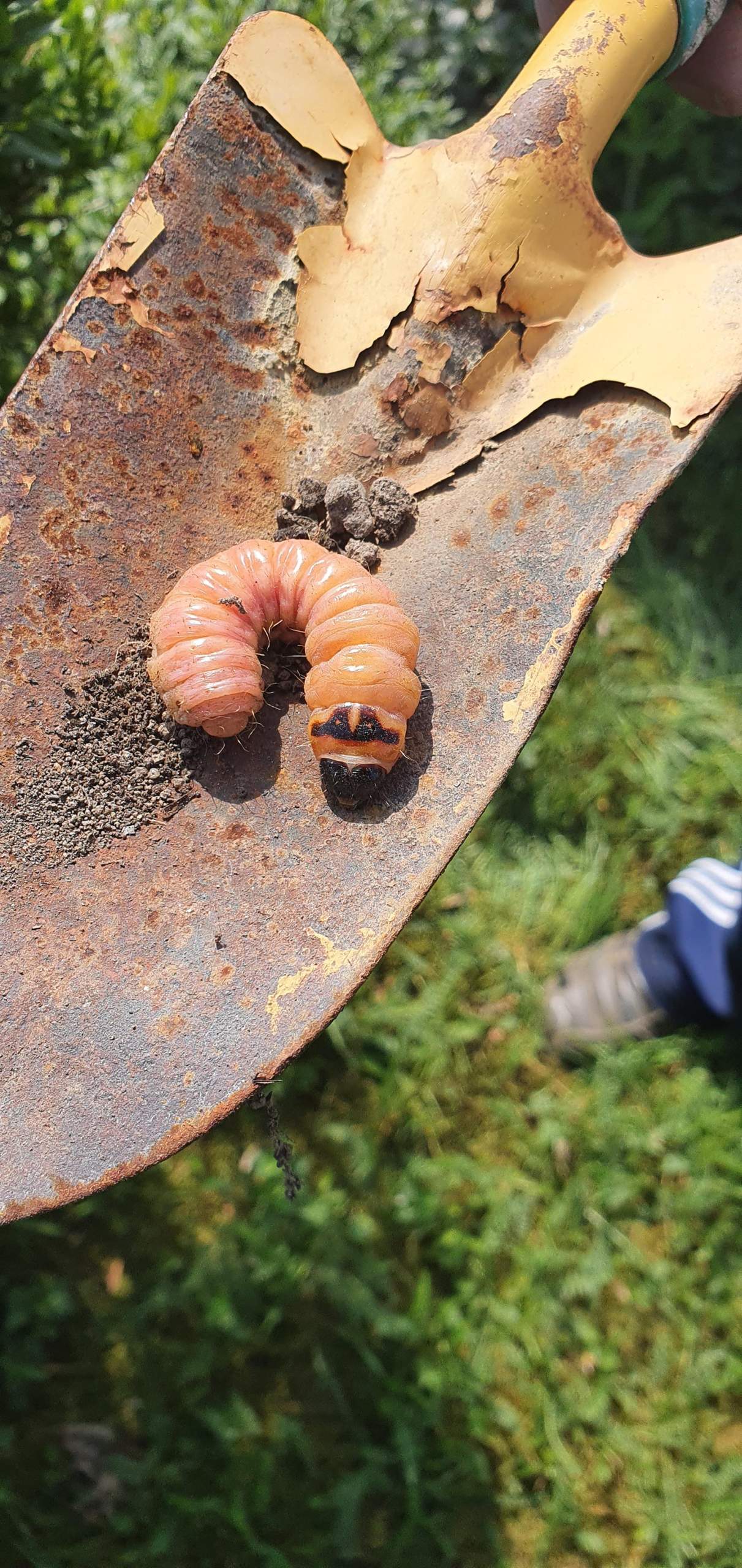 Was ist das für ein Wurm? Dicker Wurm im Garten gefunden? (Tiere