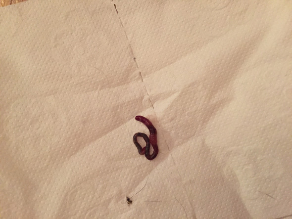 was ist das fur ein wurm ich ekel mich tiere katzen