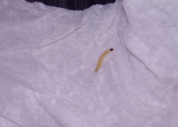 Was Ist Das Fur Ein Wurm In Meiner Wohnung Haushalt Insekten Wurmer