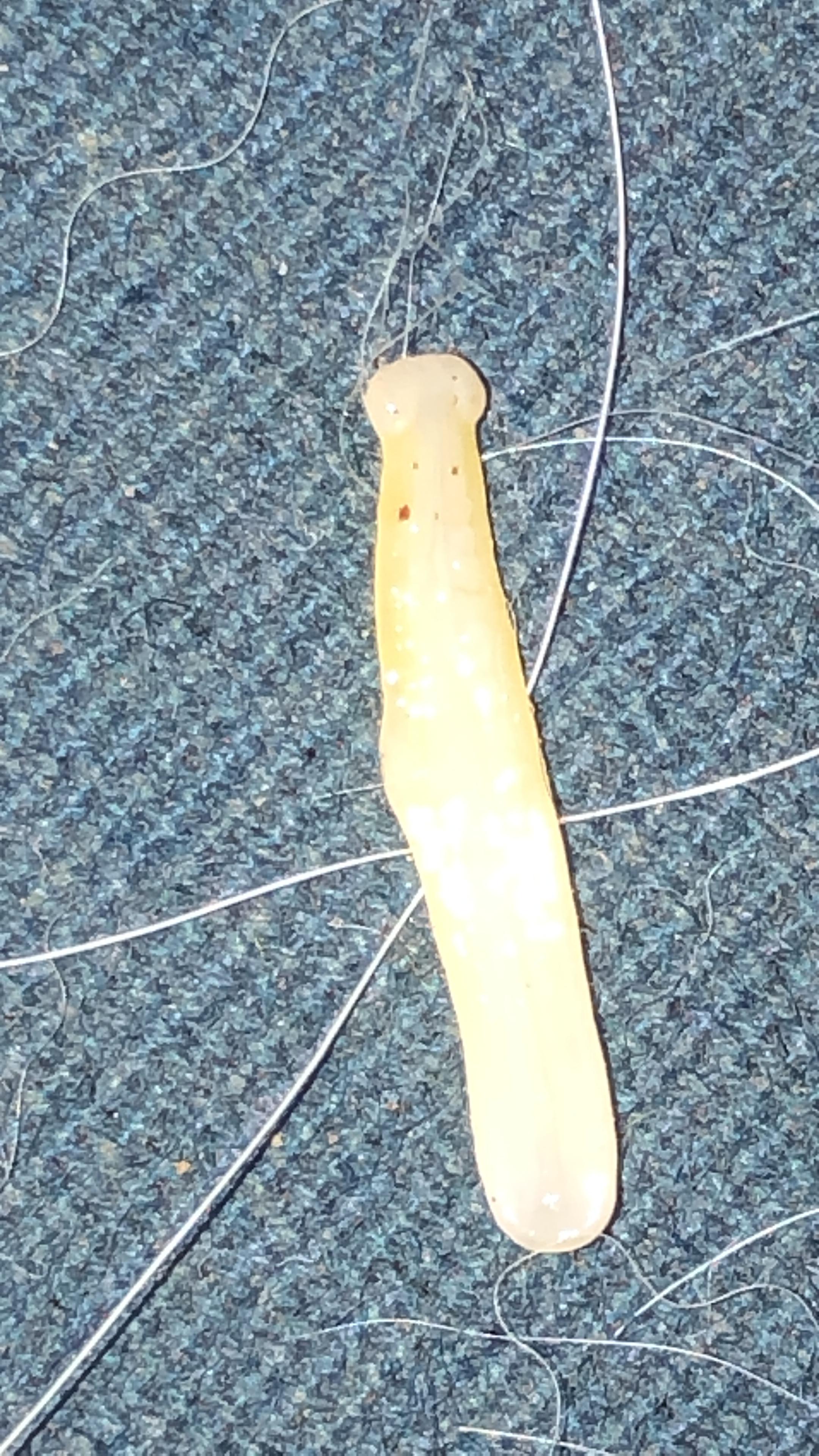Was ist das für ein Wurm und hilft da eine Wurmkur? (Gesundheit und