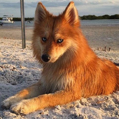 was ist das fur eine hunde rasse ist da ein fuchs mit drin ist das uberhaupt ein mischling hund