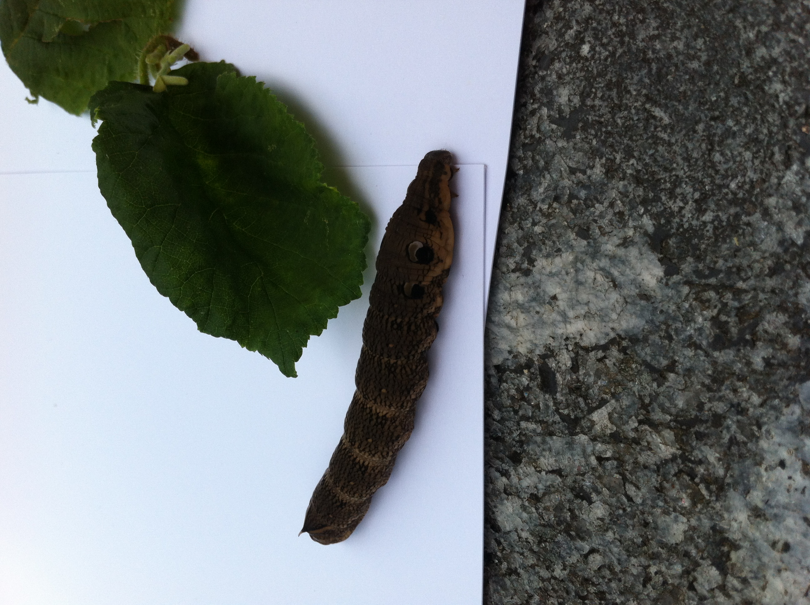 Was ist das für eine Raupe? (Biologie)