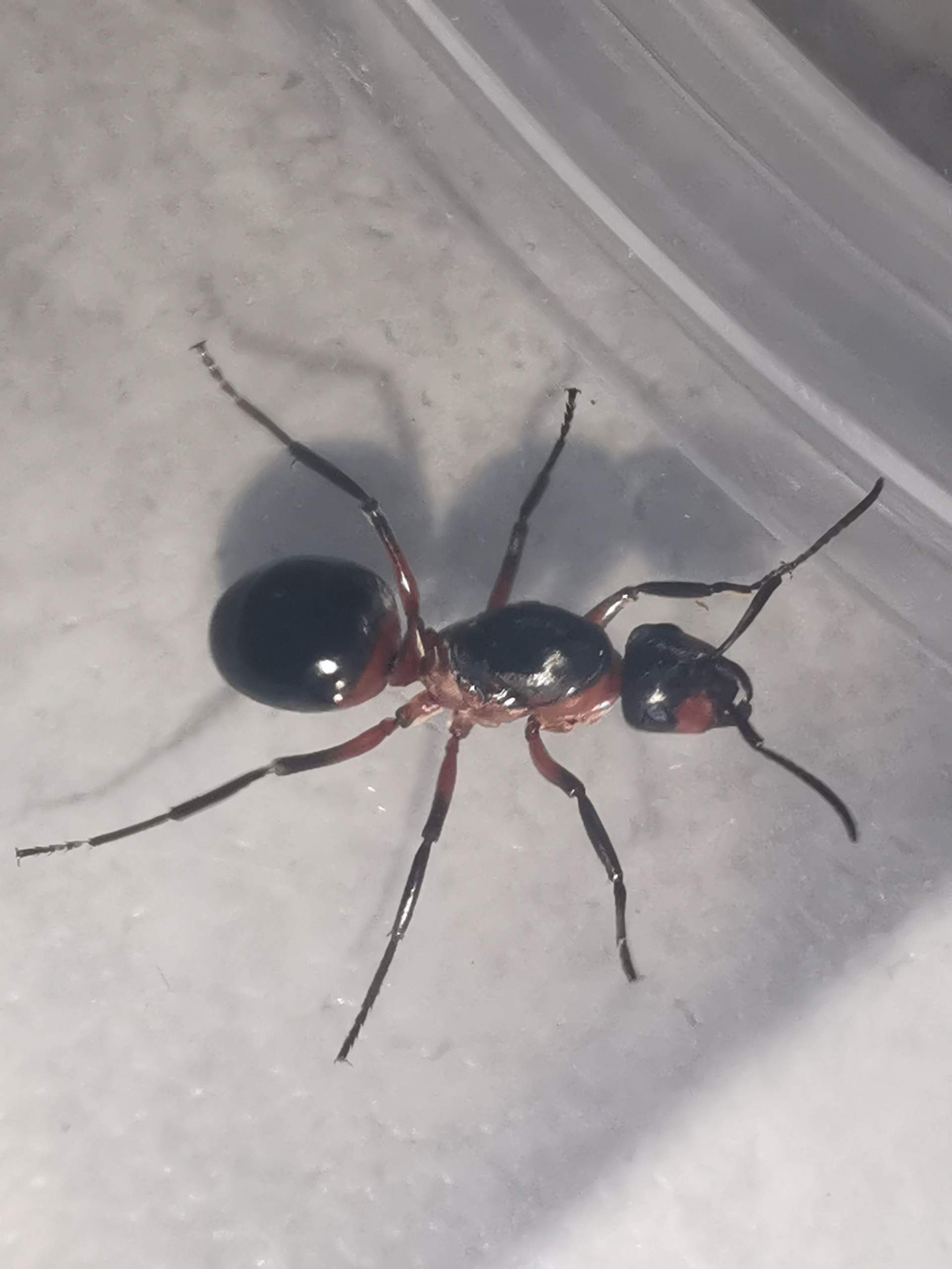 Was ist das für eine Ameise? (Garten, Insekten, Wald)
