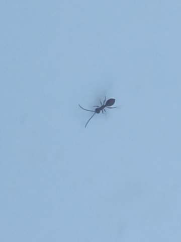 Was ist das für eine Ameisen art?