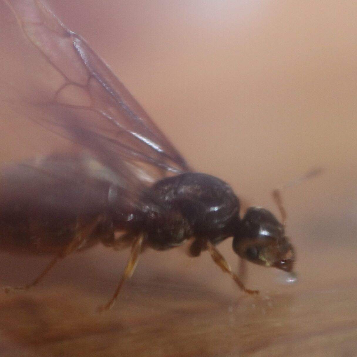 Was ist das für eine Ameisenkönigin 🐜? (Art, Ameisen, königin)