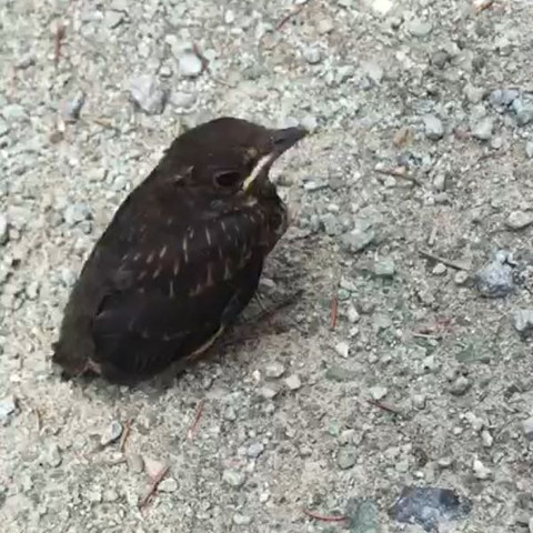 Das ist der Vogel - (Tiere, Vögel, braun)