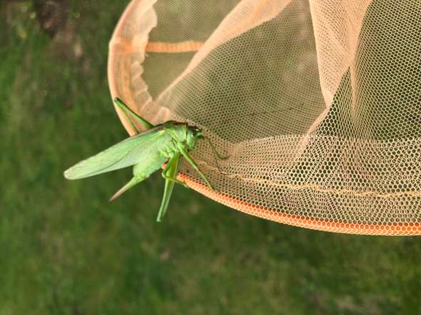 Was Ist Das Fur Eine Art Von Heuschrecke Tiere Natur Insekten