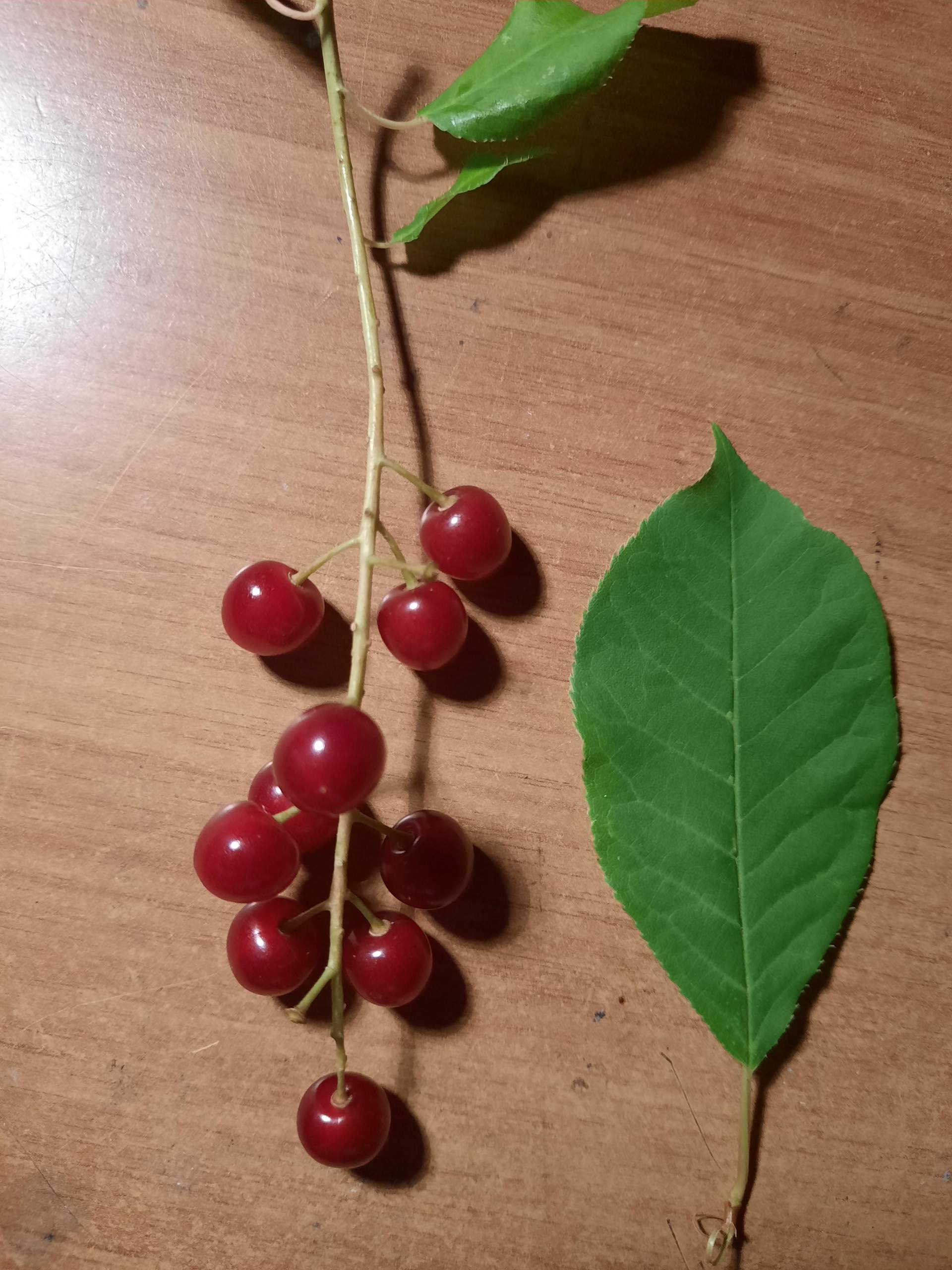 Was ist das für eine Beere? (Essen, Pflanzen, Früchte)