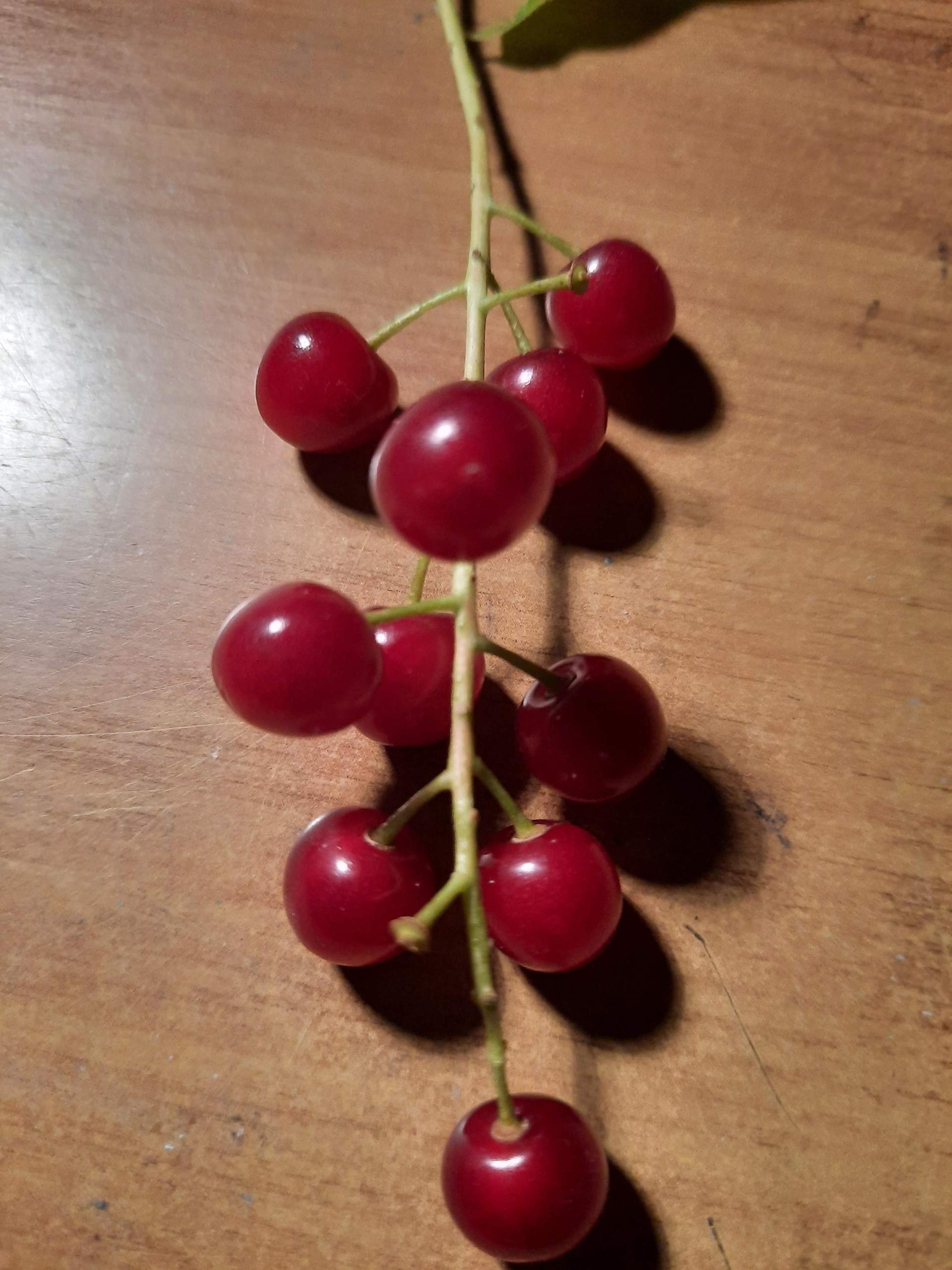 Was ist das für eine Beere? (Essen, Pflanzen, Früchte)