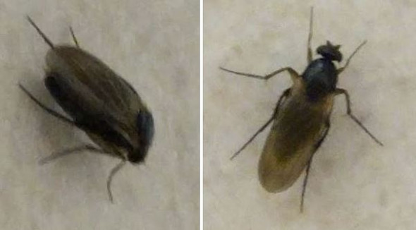 Was Ist Das Fur Eine Beissende Fliege Insekten Beissen Artenbestimmung