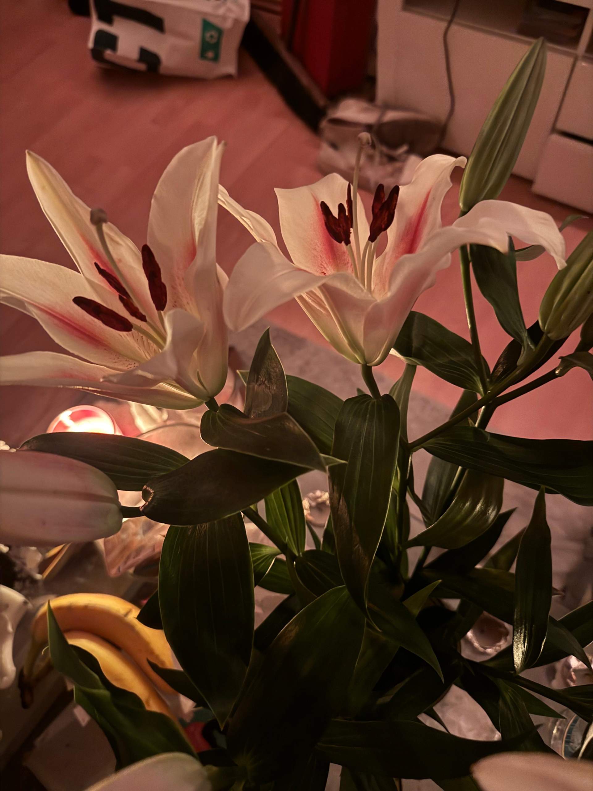 Was ist das für eine Blume? (Blumen, Pflanzenbestimmung, Blüten)