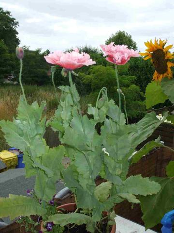2a - (Pflanzen, Blumen)