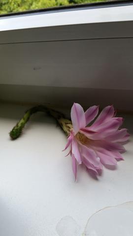 Die abgefallene Blume - (Umwelt, Blumen, Botanik)