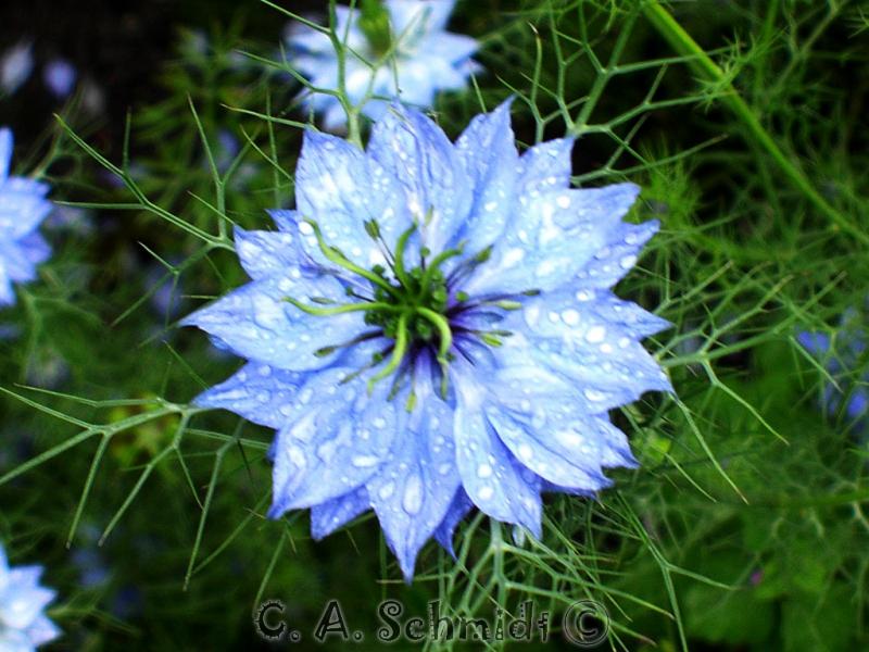 Was ist das für eine Blume? (Internetbild) (Name, Pflanzen, Blumen)