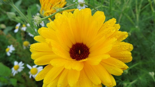 Die Gelbe Blume 1 - (Pflanzen, Garten, Blumen)