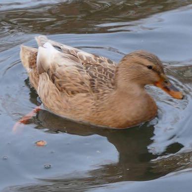 Was ist das für eine Ente? - (Tiere, Vögel, Ente)