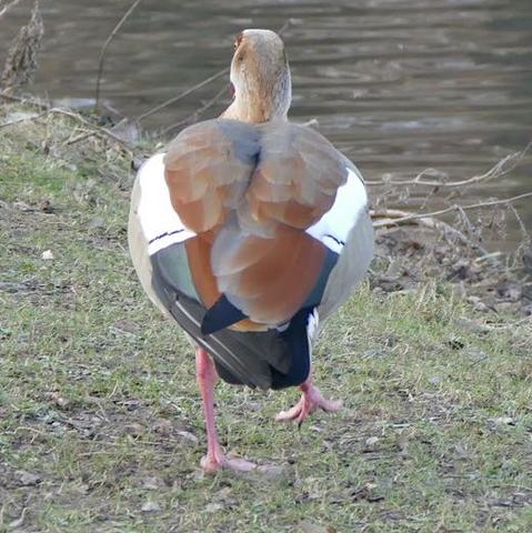 Was ist das für eine Gans? - (Tiere, Vögel, Ente)