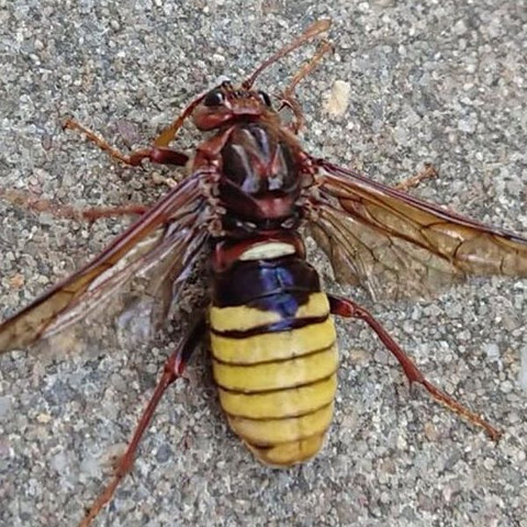 Kennt jemand diese Fliegenart? - (fliegen, Insekten)