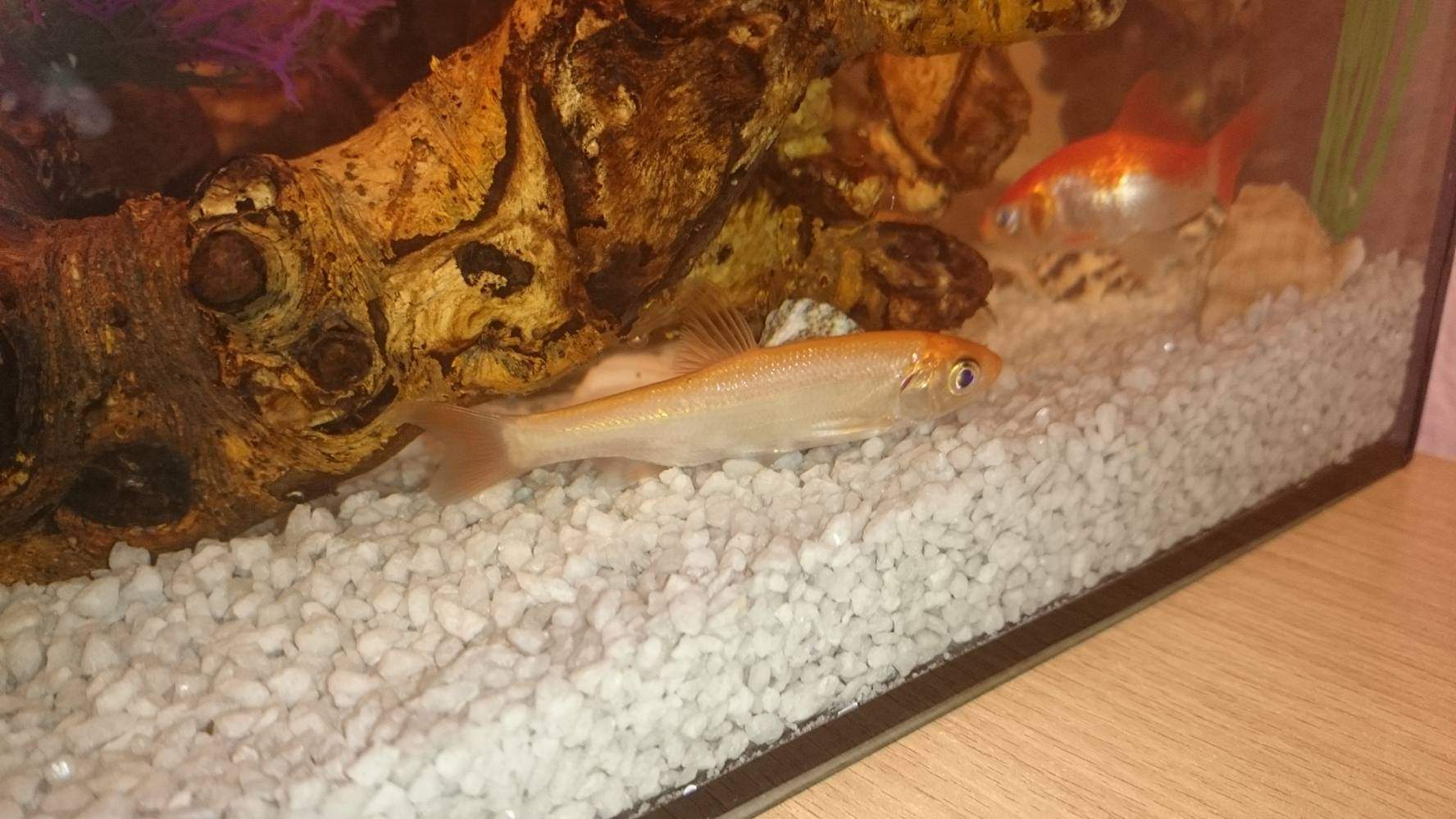 Was ist das für eine Fisch Rasse? (Fische, Aquarium)