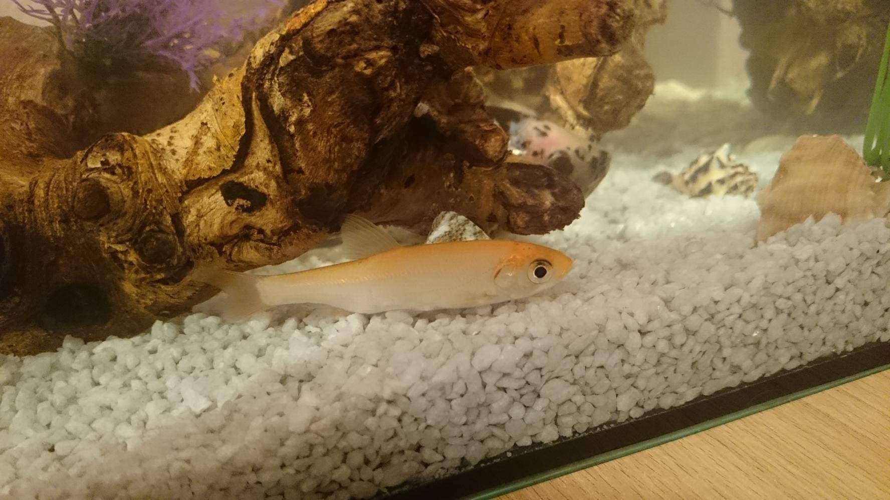 Was ist das für eine Fisch Rasse? (Fische, Aquarium)