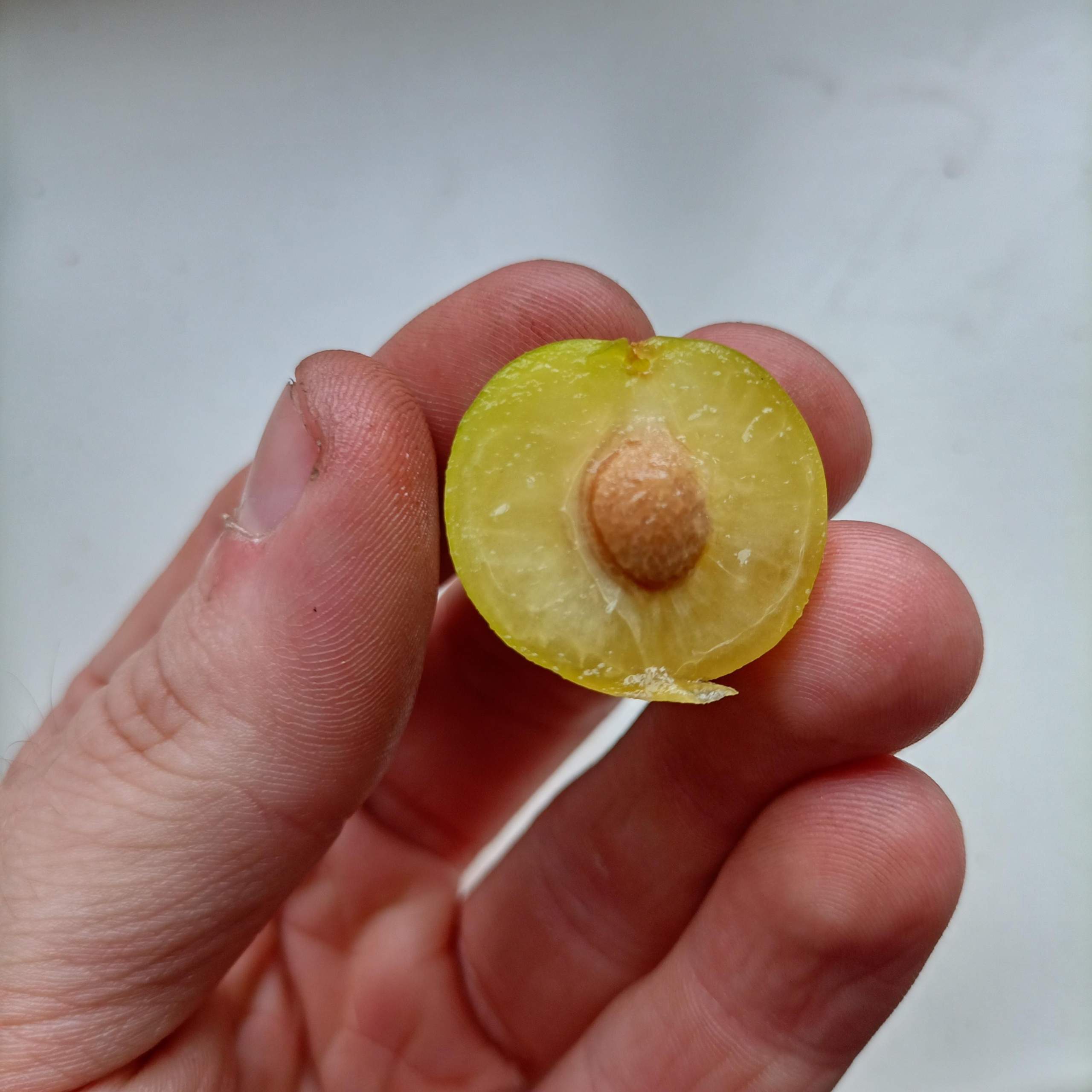 Was Ist Das Für Eine Frucht