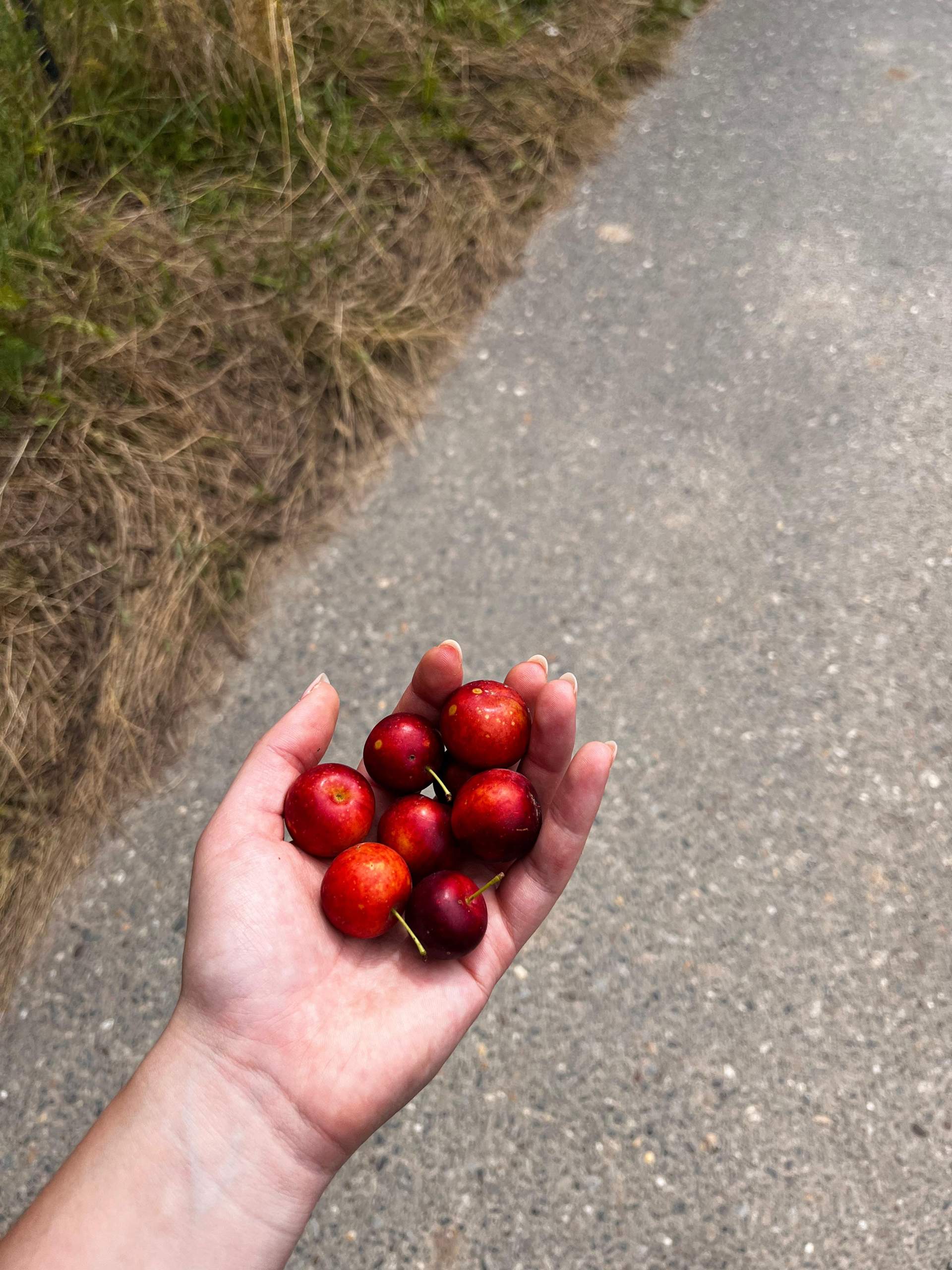 Was ist das für eine Frucht? (Pflanzen, Obst, Früchte)