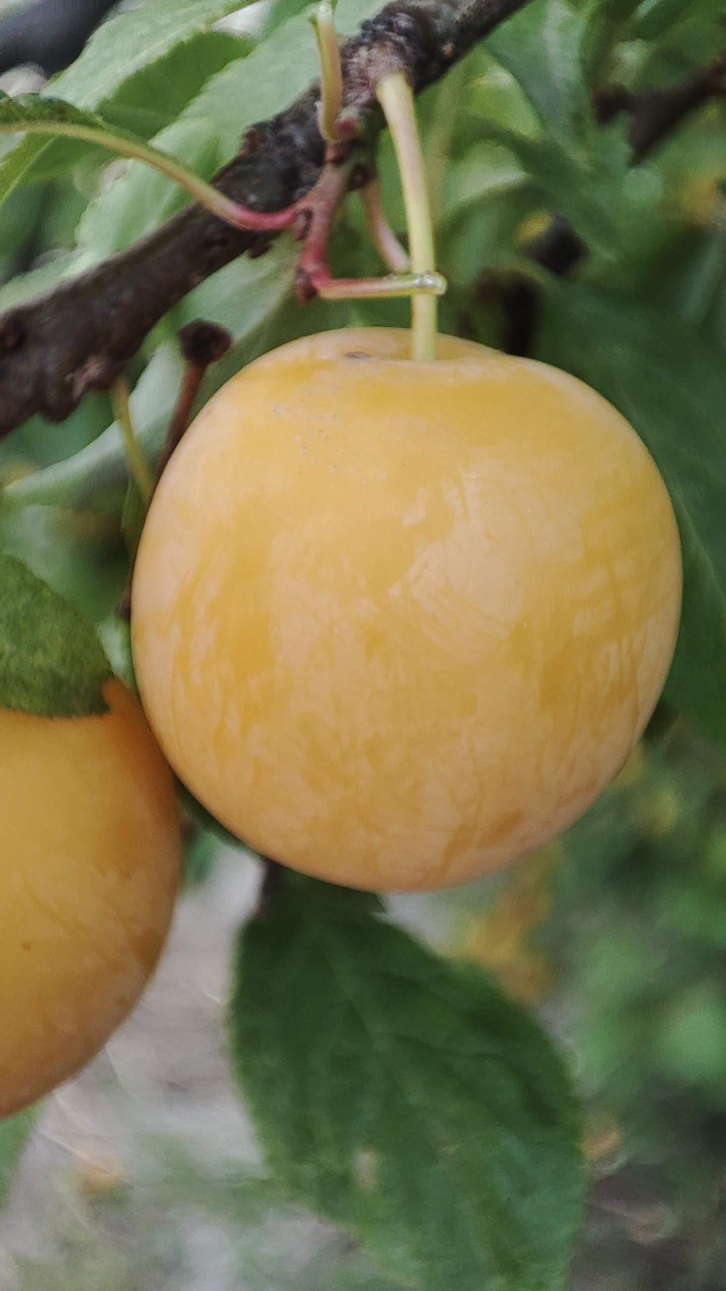 Was ist das für eine Frucht? (Gemüse, Obst, Baum)